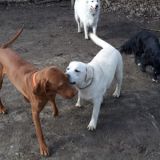 Jago Buddy Bianco und Zino